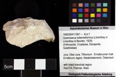 Foto (Objket + Etiketten) von Cracensigillatus acutirostrus (Moericke, 1889) 